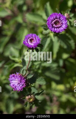 Centratherum punctatum - Brasilianische Bachelor-Knopf Blumen. Stockfoto