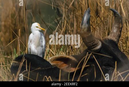 Das Rind Egret oder Bubulcus ibis, eine kosmopolitische Reiherart (Familie Ardeidae) auf Ox-Hump sitzend Stockfoto