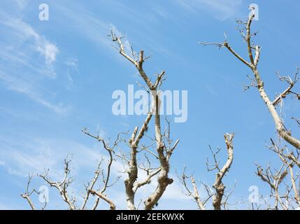 Erythrina variegata - Indischer Korallenbaum. Stockfoto