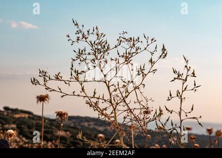 Schöne Paare, Felder und Landschaften der Cordoba Berge in Spanien. Foto aufgenommen im Monat Juli. Stockfoto