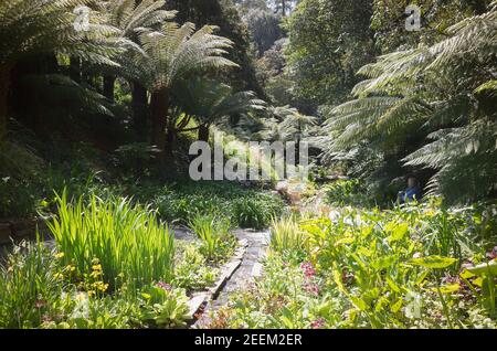 Eine idyllische Szene im Wassergarten bei Trebah in Cornwall England UK mit Baumfarnen und othe subtropischen Pflanzen Stockfoto