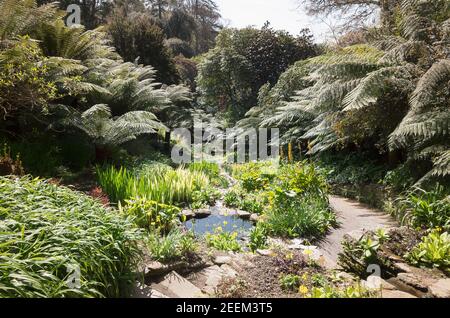 Eine idyllische Szene im Wassergarten bei Trebah in Cornwall England Großbritannien Stockfoto