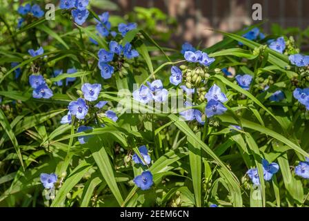 Blühende violette Blüten im Frühlingswald. Erste Frühlingsblumen. Violette Blüten aus nächster Nähe. Natur Hintergrund. Süßes Violett. Stockfoto