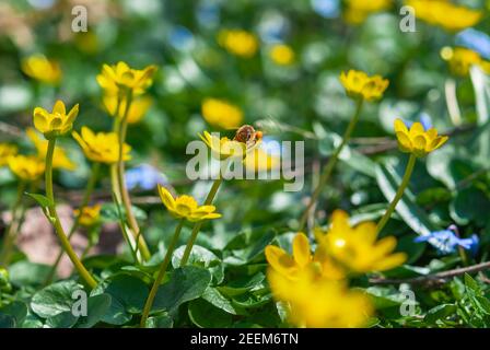 Eine Honigbiene bestäubt eine blühende gelbe Krokusblüte auf einer Frühlingswiese. Erste Frühlingsblumen aus der Nähe. Natur Hintergrund. Stockfoto