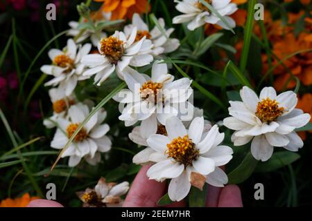 Narrowleaf Zinnia Blumen fügen schöne Farben im Phu Reua Nationalpark in Loie Thailand. Stockfoto