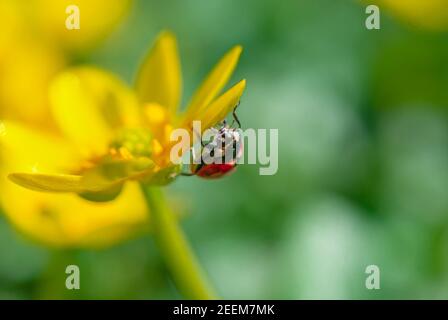 Marienkäfer auf der blühenden gelben Krokusblüte im Frühlingswald. Erste Frühlingsblumen aus der Nähe. Natur Hintergrund. Stockfoto