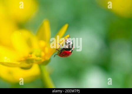 Marienkäfer auf der blühenden gelben Krokusblüte im Frühlingswald. Erste Frühlingsblumen aus der Nähe. Natur Hintergrund. Stockfoto