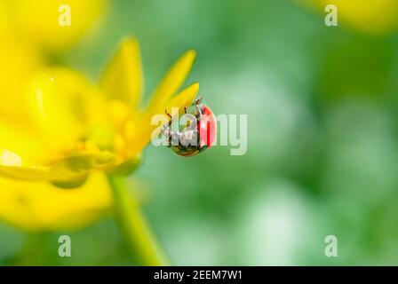 Marienkäfer auf der blühenden gelben Krokusblüte im Frühlingswald. Erste Frühlingsblumen aus der Nähe. Natur Hintergrund. Stockfoto