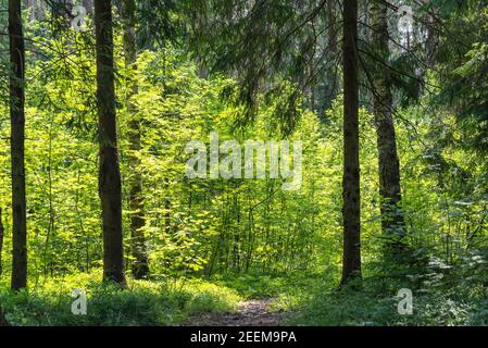 Gemischte Nadelbäume und breitblättrige Baumwälder Natur und warmen Frühling Punkt Stockfoto