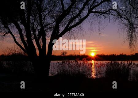 Schöner Sonnenuntergang oder Sonnenaufgang mit Blick auf einen See. Ländliche Szene mit Silhouette der Trauerweide im Vordergrund. Reflexion des Sonnenlichts im Wasser. Stockfoto