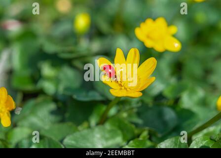 Marienkäfer auf der blühenden gelben Krokusblüte im Frühlingswald. Erste Frühlingsblumen aus der Nähe. Natur Hintergrund. Stockfoto