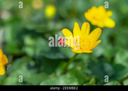 Marienkäfer auf der blühenden gelben Krokusblüte im Frühlingswald. Erste Frühlingsblumen aus der Nähe. Natur Hintergrund. Stockfoto