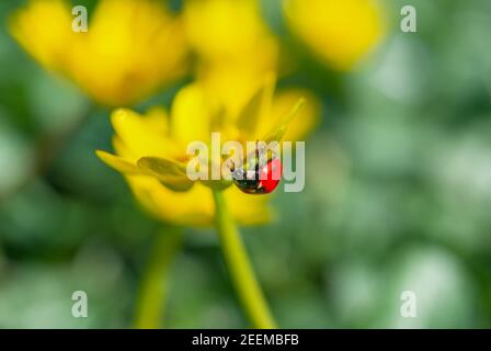 Marienkäfer auf der blühenden gelben Krokusblüte im Frühlingswald. Erste Frühlingsblumen aus der Nähe. Natur Hintergrund. Stockfoto