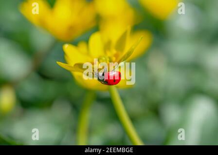 Marienkäfer auf der blühenden gelben Krokusblüte im Frühlingswald. Erste Frühlingsblumen aus der Nähe. Natur Hintergrund. Stockfoto