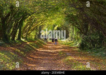 Menschen, die auf einem versunkenen Fußweg unter Bäumen in Halnaker, in der Nähe von Chichester, West Sussex, England, spazieren. Herbst mit Baumfarben. Stockfoto