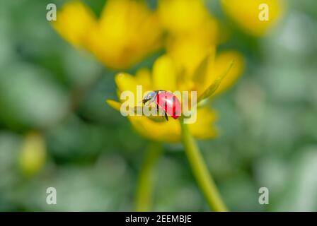 Marienkäfer auf der blühenden gelben Krokusblüte im Frühlingswald. Erste Frühlingsblumen aus der Nähe. Natur Hintergrund. Stockfoto