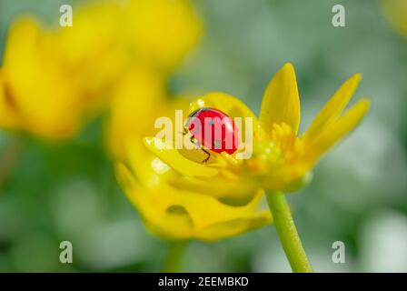 Marienkäfer auf der blühenden gelben Krokusblüte im Frühlingswald. Erste Frühlingsblumen aus der Nähe. Natur Hintergrund. Stockfoto