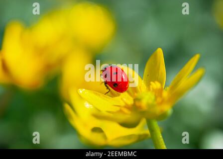 Marienkäfer auf der blühenden gelben Krokusblüte im Frühlingswald. Erste Frühlingsblumen aus der Nähe. Natur Hintergrund. Stockfoto