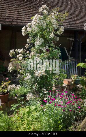 Ein ehemaliger Wanderläufer verwandelte sich in eine ornamentale Pfeilerrose. Rosa Hochzeitstag im Juni in einem englischen Landgarten Stockfoto