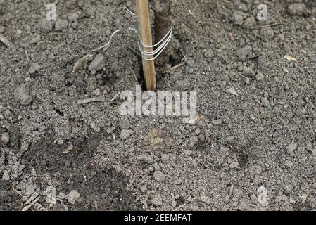 Nahaufnahme einer Baumbasis, die gerade gepflanzt wurde und an einem Seil festgebunden wurde. Stockfoto