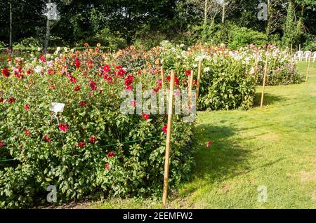 Ein Teil des Schaufeldes in Gilberts Dahlia Kindergarten in Hampshire UK im September. Die markanten roten Blüten sind Dahlia coccinea. Stockfoto