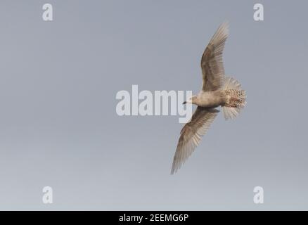 Island Möwe patrouilliert am Strand von Weybourne für tote Jungtiere Seal Kadaver an einem kalten Wintertag zu durchsacken Stockfoto