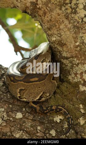 Ein großer Rock Python ruht in der Gabel eines Baumes, während er seine letzte Mahlzeit verdaut. Die Python hat physiologische Anpassungen, die es ermöglichen, Mahlzeiten zu verarbeiten Stockfoto