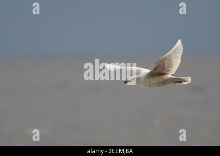 Island Möwe patrouilliert am Strand von Weybourne für tote Jungtiere Seal Kadaver an einem kalten Wintertag zu durchsacken Stockfoto