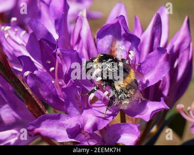 Buff-tailed Hummel (Bombus terrestris) bedeckt mit Pollen beim Besuch einer Rhododendron (Rhododendron ponticum) Blume, Dorset Heide, UK, Mai. Stockfoto