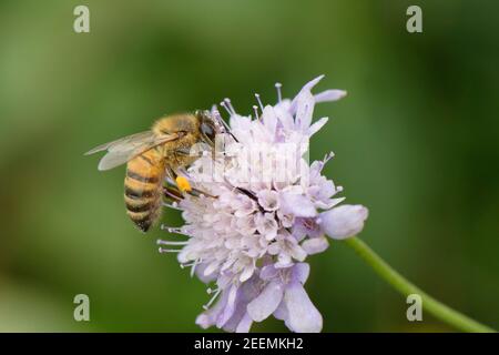 Honigbiene (APIs mellifera) nectaring on a small scabious (Scabiosa columbaria) flowerhead on a Chalk Grasland Slope, Bath and Northeast Somerset, UK. Stockfoto