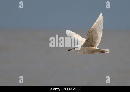 Island Möwe patrouilliert am Strand von Weybourne für tote Jungtiere Seal Kadaver an einem kalten Wintertag zu durchsacken Stockfoto