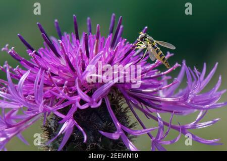 Lange Schwebefliege (Sphaerophoria scripta), die sich auf einer Kreide-Graslandwiese auf einer größeren Schnaps-Blume (Centaurea scabiosa) ernährt, Wiltshire, Großbritannien, Juni. Stockfoto