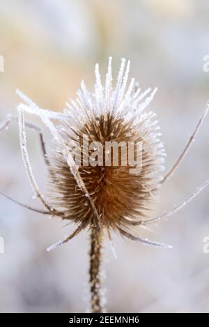 Frostbedeckter Kopf der Thistle oder Wildteasel, Dipsacus fullonum Stockfoto