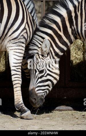 Burchell's Zebra oder Zebras Fütterung, Equus quagga burchellii Stockfoto