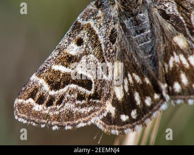 Mother Shipton Motte (Callistege mi) Nahaufnahme eines Flügelmusters, das dem Profil eines Hexengesichtes ähnelt, Kreidegraswiese, Wiltshire, Großbritannien, Mai. Stockfoto