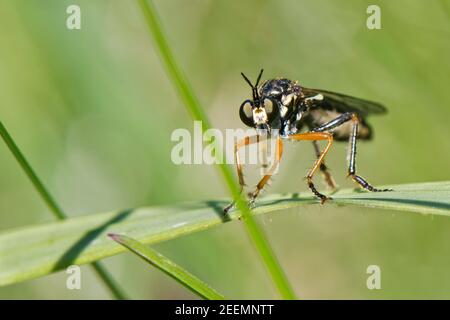 Gemeine Rotbeinraubfliege (Dioctria rufipes), die auf einer Grashalm, Kreide Grasland Wiese, Wiltshire, UK, Mai, auf vorbeiziehende Beute aufmerksam ist. Stockfoto