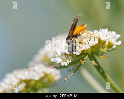 Kleine Selandria-Sägefliege (Selandria serva) nectaring on Hemlock Wassertropfkraut (Oenanthe crocata) blüht auf einem Flussufer, Wiltshire, UK, Mai Stockfoto