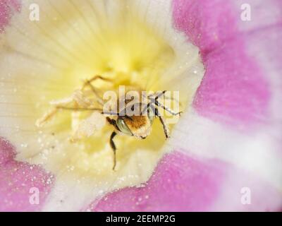 Silberne Blattkutter Biene (Megachile Leachella) besucht eine Seebindweed (Calystegia soldanella) Blume auf Küstendünen, es ist ein typischer Lebensraum, Dorset, Großbritannien Stockfoto