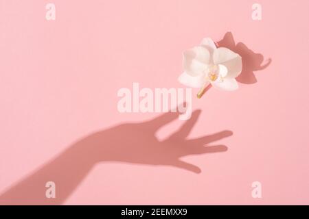 Schatten der weiblichen Hand nimmt eine weiße Orchideenblume auf rosa Hintergrund. Weiblichkeit Konzept. Frauen, Muttertag. Flach liegend. Stockfoto