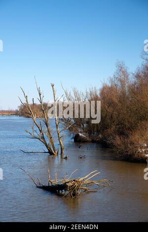 Naturrestaurierung im Nationalpark Biesbosch, Nordbrabant, Niederlande Stockfoto