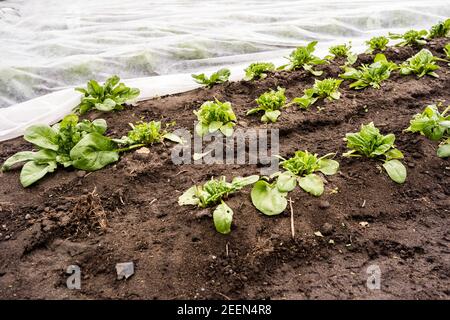 Frischer Salat auf einem kalten Rahmen im Frühjahr in einem Kindergarten Stockfoto
