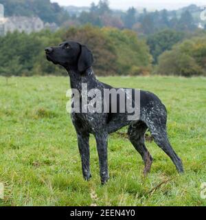 Deutscher Kurzhaariger Vorstehhund Stockfoto