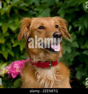 Golden retriever Stockfoto