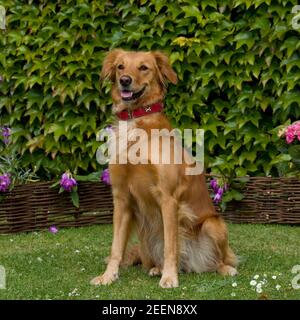 Golden retriever Stockfoto