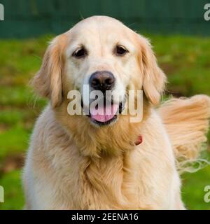 Golden retriever Stockfoto