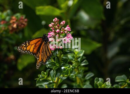 Monarch Schmetterling Fütterung auf Strauch Stockfoto