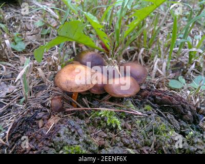Selektive Fokusaufnahme des Suillus Mushroom Stockfoto