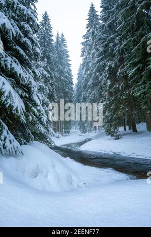 Wilder Fluss schlängelt sich durch gefrorenen Wald. Geheimnisvoller Winterabend in den Karpaten. Stockfoto