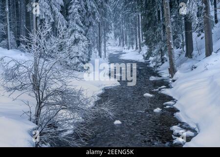 Wilder Fluss schlängelt sich durch gefrorenen Wald. Geheimnisvoller Winterabend in den Karpaten. Stockfoto