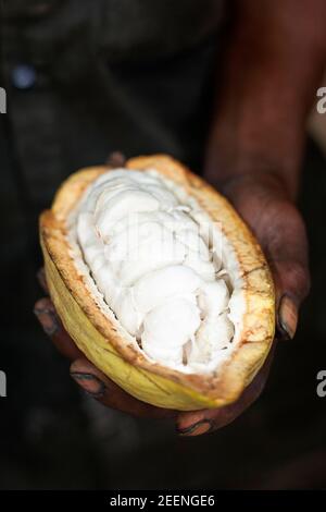 Schneiden Sie rohe Kakaoschote und Bohnen in Workers Hand, Sambava, Madagaskar Stockfoto